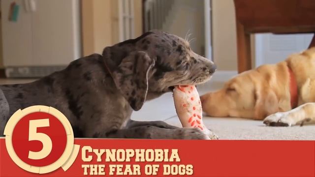 Top 10 Common Phobias You Probably Have смотреть онлайн