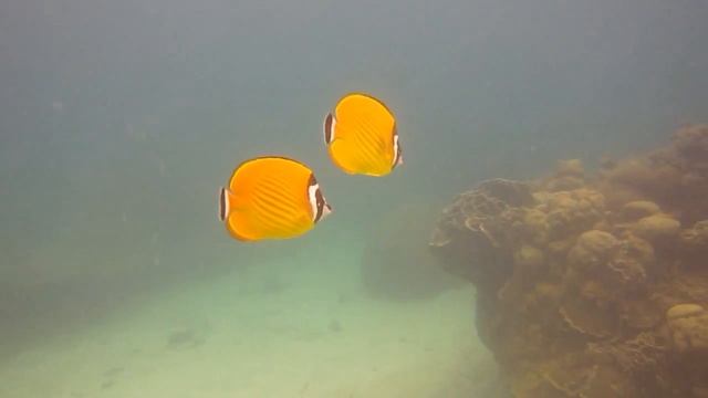 Дайвинг на Ко Тао. Mango Bay смотреть онлайн
