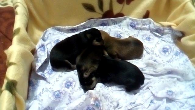 Щенки той терьера 2 недели / Puppies of the terrier 2 weeks смотреть онлайн