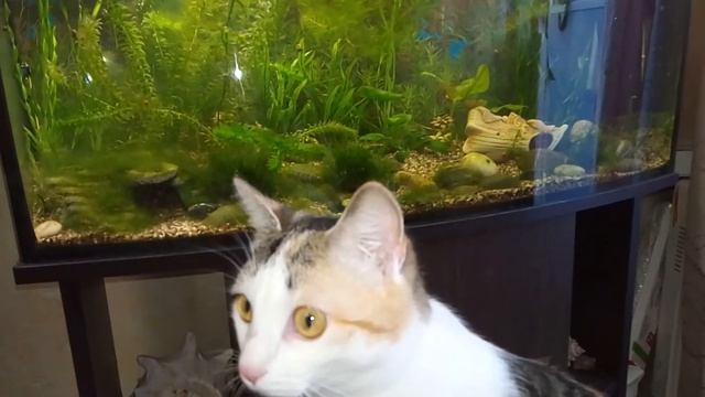Кошка ловит рыбку в аквариуме!??? смотреть онлайн