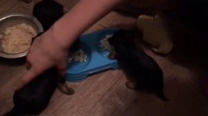 Первый прикорм 3-х недельных щенков йоркширского терьера/ Советы ветеринарного врача)