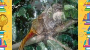 Школа Шишкиного Леса. География. Бразилия