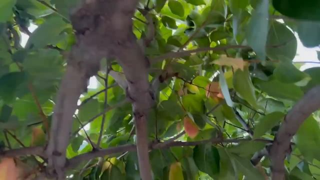 Красивые деревья Хурмы смотреть онлайн