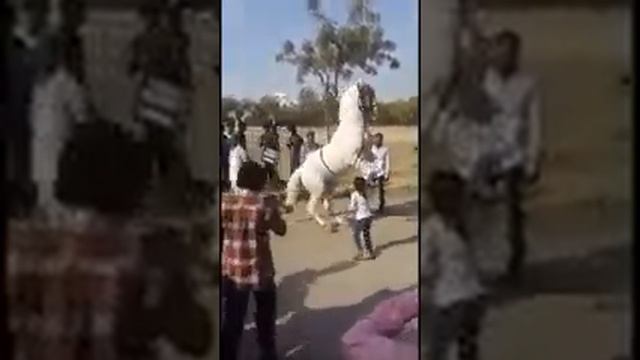 самый красивый танец лошадь ? смотреть онлайн