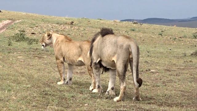 Lion Mating Season in Masai Mara. смотреть онлайн