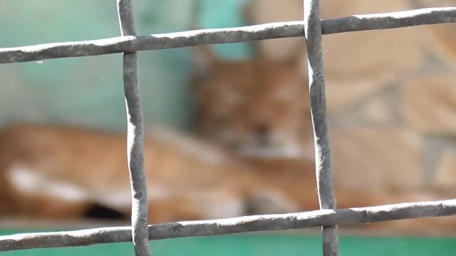 С ужином не торопятся! Тайган смотреть онлайн