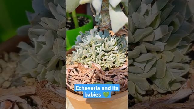 Echeveria Topsy Turvy смотреть онлайн