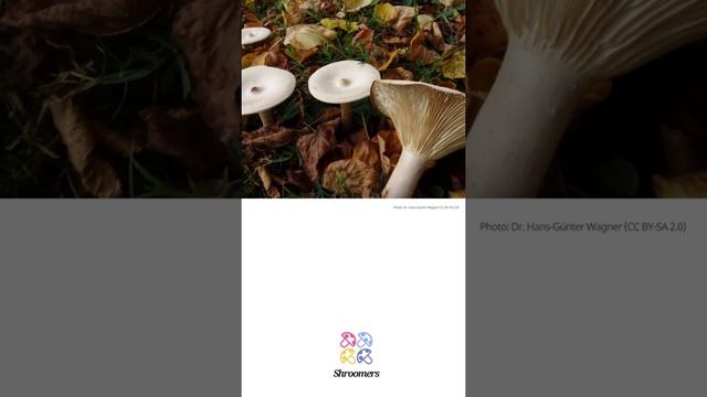 Trooping funnel (Infundibulicybe geotropa) | Lookalikes | Practical Short Profile | Shroomers смотреть онлайн