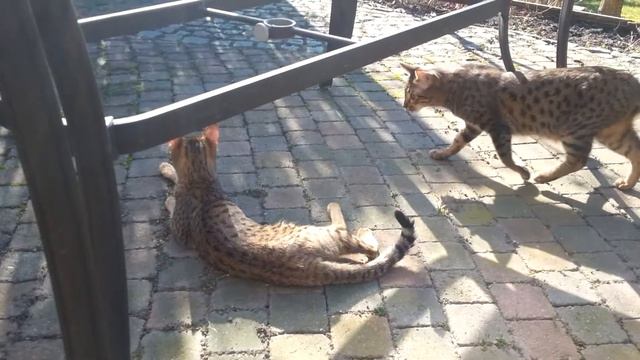 Simba f5 savannah poes смотреть онлайн