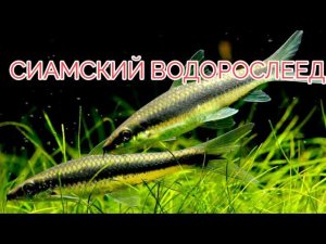 СИАМСКИЙ ВОДОРОСЛЕЕД. УХОД , СОДЕРЖАНИЕ И КОРМЛЕНИЕ.