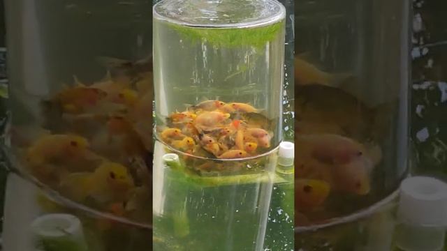 Башня в пруду. Перевернутый аквариум. Мальки карпа кои смотреть онлайн