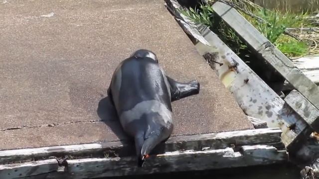 Полосатый тюлень | Histriophoca fasciata | Ribbon Seal смотреть онлайн