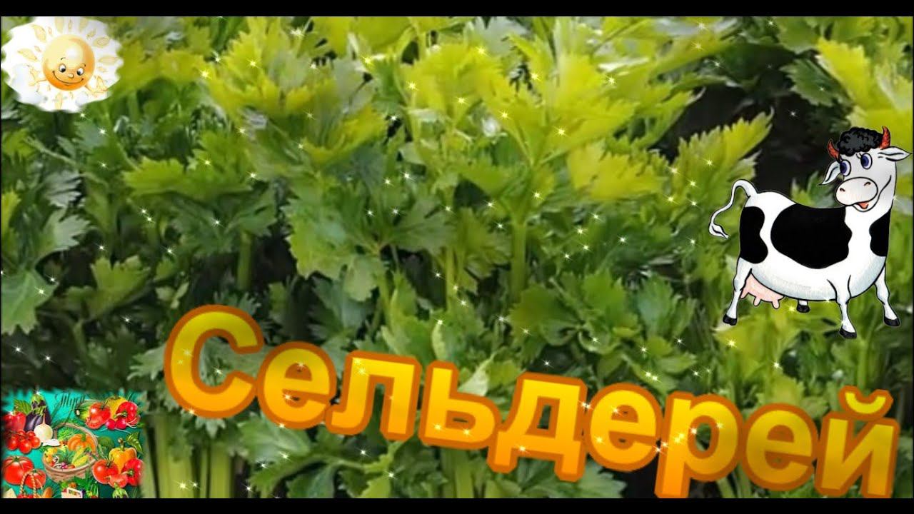 Сельдерей.Посадка сельдерея. смотреть онлайн