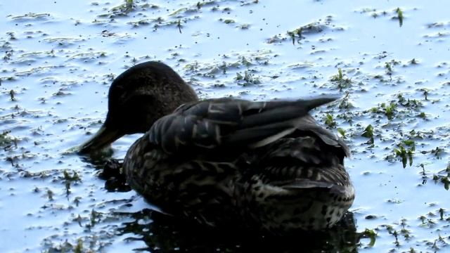 Две маленькие уточки - Чирок-свистунок смотреть онлайн