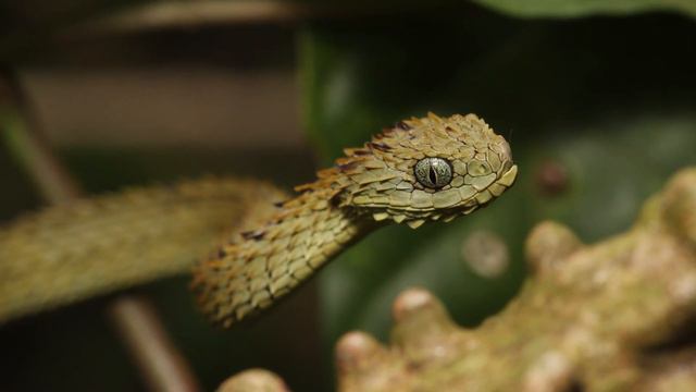 WEIRDEST Snakes In The World! смотреть онлайн