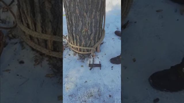 Приехали спилить деревья на участке по Владимиром Большие сосны ч.1 смотреть онлайн