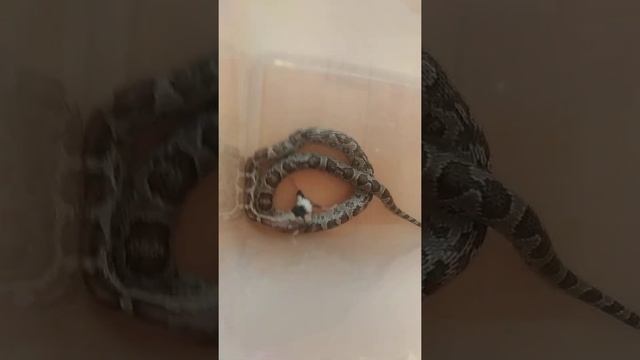 Самка маисового полоза душит и съедает живую мышь. смотреть онлайн
