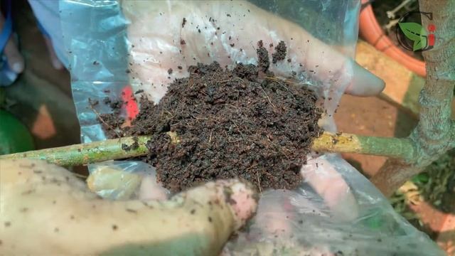 AIR LAYERING RESULTS – QUICKEST METHOD OF CLASSIC AIR LAYERING TO PROPAGATE PLANTS смотреть онлайн