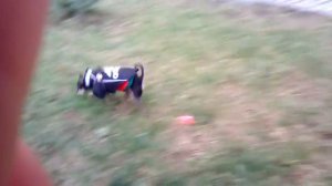 Мой кукусик писает на цветы😅😅