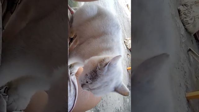 Кот массажист смотреть онлайн