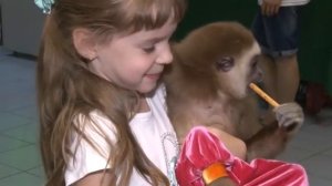 Выставка Обезьян Саратов