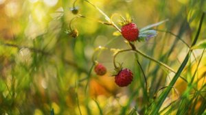 Варвара Визбор - Земляника