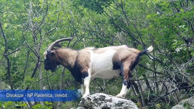 Koze - NP Paklenica, Velebit смотреть онлайн