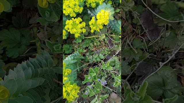 МОЛОЧАЙ МИРТОЛИСТНЫЙ ( Euphorbia myrsinites) - для рокариев и альпийских горок. Цветение... смотреть онлайн