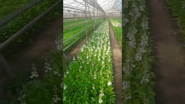 Маттиола махровая смотреть онлайн