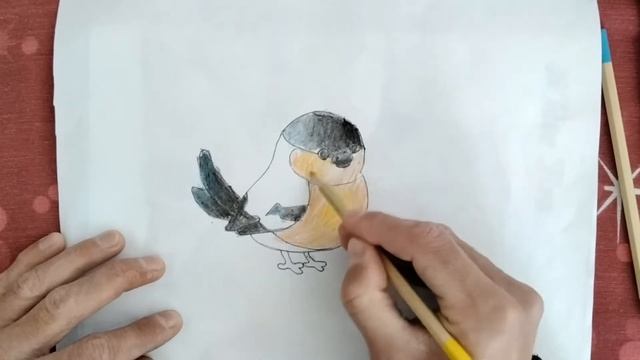 How to draw a bullfinch/Cómo dibujar un camachuelo. смотреть онлайн