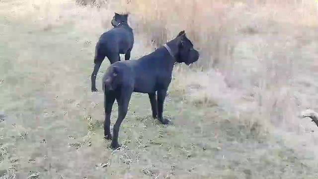 Кане корсо 8 месяцев на прогулке #canecorso смотреть онлайн