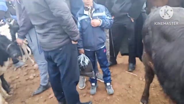 KICHIK BUQALAR NARHLARI SURXONDARYO VILOYATI QIZIRIQ JAHON MOL BOZORI @MusulmonjonIbragimov смотреть онлайн