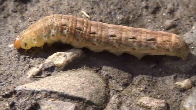 КАК ПОЛЗЁТ И СПОТЫКАЕТСЯ ГУСЕНИЦА. смотреть онлайн