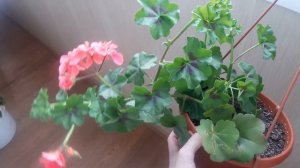 Урок: виды пеларгонии (герани), их разнообразие