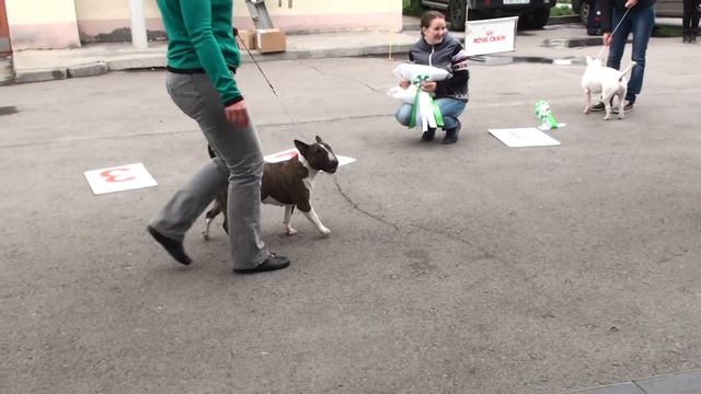 Dog Show Mono Bull terrier 2014/05/25 p05 (580) смотреть онлайн