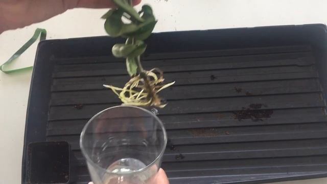 Plant Rescue: Hoya Carnosa Compacta | Hindu Rope
