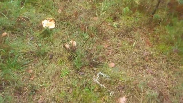 Где растут Рыжики? 10.09.14 смотреть онлайн