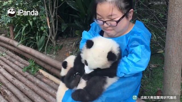 Baby Pandas Love To Snuggle! | iPanda смотреть онлайн