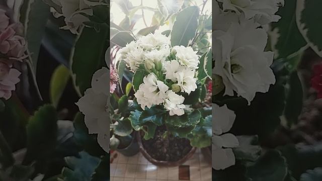 Каланхое цветет смотреть онлайн
