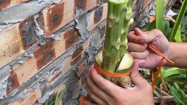 Papaya Grafting Techniques #papaya смотреть онлайн