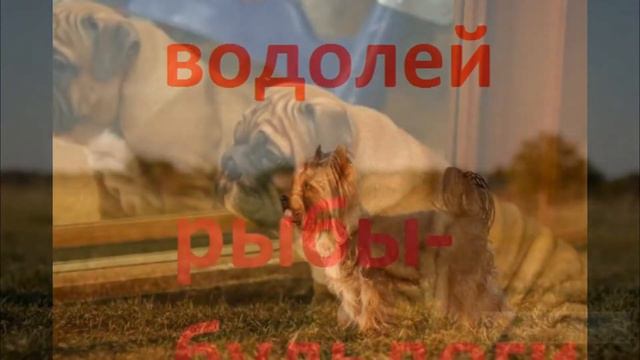 Породы собак по знаку зодиака смотреть онлайн