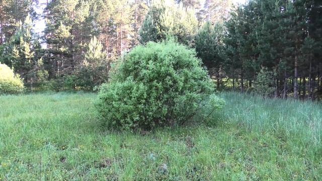 ЛЕС с Дворики 8,06,2020 смотреть онлайн