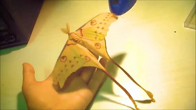 10 САМЫХ КРАСИВЫХ БАБОЧЕК! смотреть онлайн