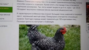 Мясояичные породы кур. Выбираем яйцо.