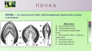 Побег и почка. Урок биологии (6 класс)