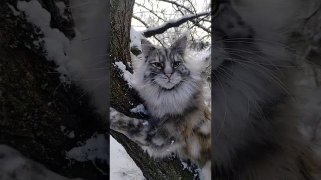 Мейн кун . Игрушка ручной работы. смотреть онлайн