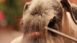 стрижка головы (челки) миттельшнауцера