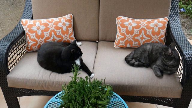 Let's Talk Toxicity & Houseplants; Plus Safe Choices For Cats & Dogs / Joy Us Garden смотреть онлайн