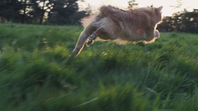 Be More Dog смотреть онлайн