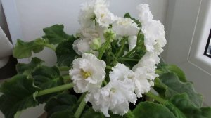 белая махровая фиалка Свадебный букет